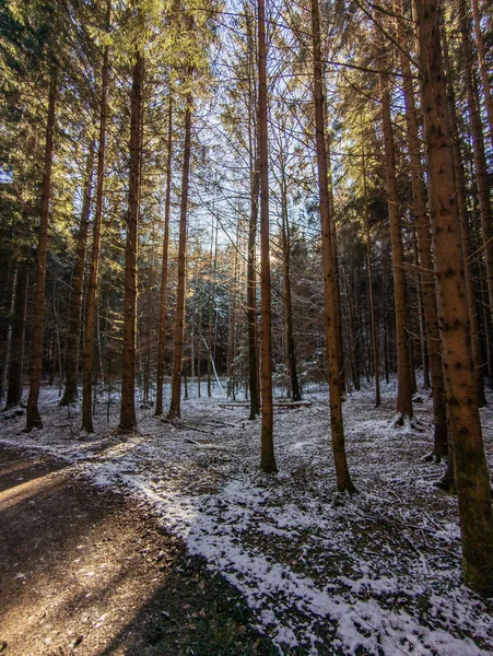 Sunlight Shining Trees Winter Snow Ground — Foto de Stock