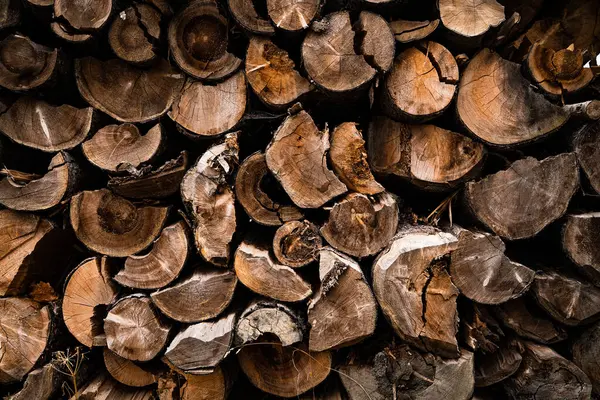 Wood Logs Forest Outdoors — Foto Stock