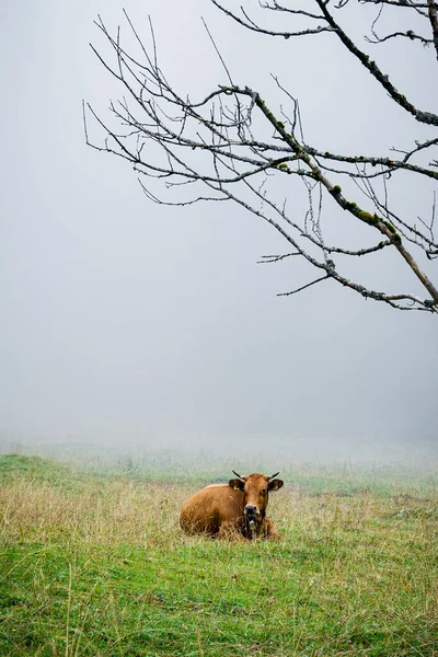 Αγελάδα Ανοιχτό Χωράφι Κλαδιά Δέντρου — Φωτογραφία Αρχείου