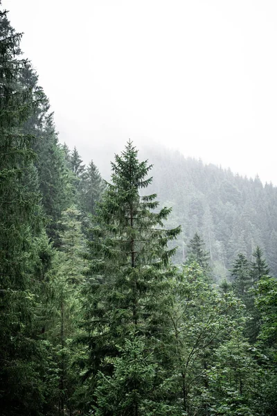 Green Tree Front Hazy Background Moody Scenery — Stock Photo, Image