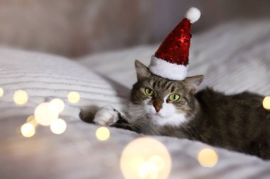 Tüylü kedi Noel Baba şapkasıyla yatakta yatıyor. Yeni yıl tatilleri. Şapkalı Noel kedisi
