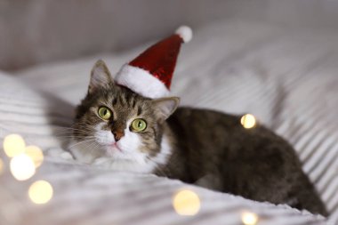 Tüylü kedi Noel Baba şapkasıyla yatakta yatıyor. Yeni yıl tatilleri. Şapkalı Noel kedisi