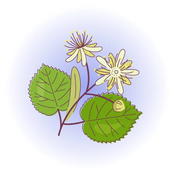 Linden dizaynı, iki çiçek ve mavi arka planda yapraklar. Taslak biçimdeki vektör izole edilmiş renkli illüstrasyon.