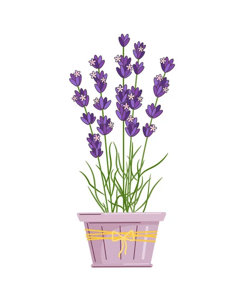 Levandule Květináči Vektor Izolované Barevné Ilustrace Stylu Osnovy — Stockový vektor