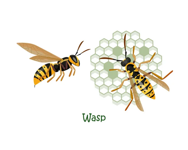 Vector Isoleerde Kleurrijke Illustratie Van Twee Wespen Tekenfilmstijl Wasp Bovenaanzicht — Stockvector