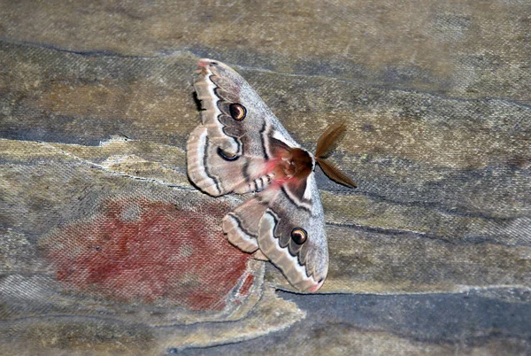 Moth: Small peacock eye, or small night peacock eye (lat. Saturnia pavonia). Uzbekistan. September
