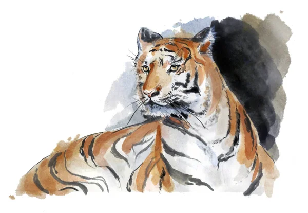 Terrible Tiger Lies Looks Attentively Portrait Watercolor Drawing — Stock Photo, Image