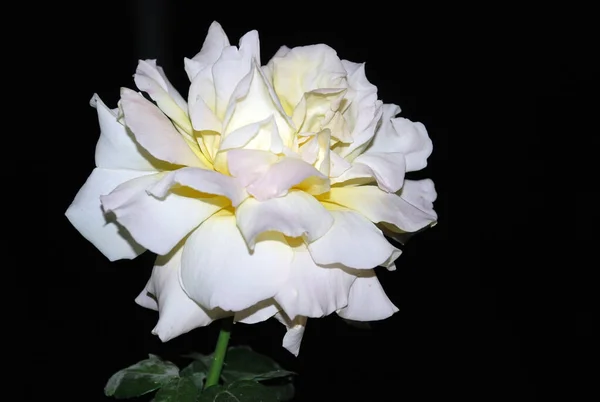 Outdoor grown white rose with a yellow edge on the inside of the petal. Uzbekistan