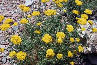 Tien Shan 'ın yamaçlarında tansi dağ. Özbekistan