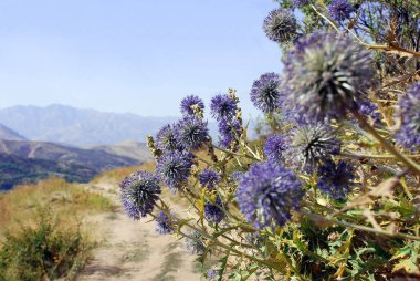 Mor çiçek - yaygın Mordovnik, Echinops ritro L. Dağların arka planına karşı. Özbekistan
