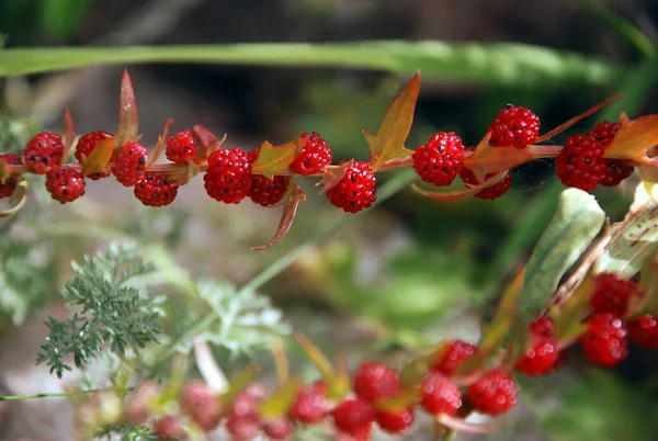 Kırmızı böğürtlen, çilekli dağ ıspanağı, Chenopodium yaprağı. Özbekistan