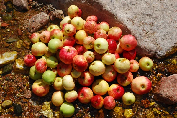 Manzanas Rojas Amarillas Suelo Uzbekistán — Foto de Stock