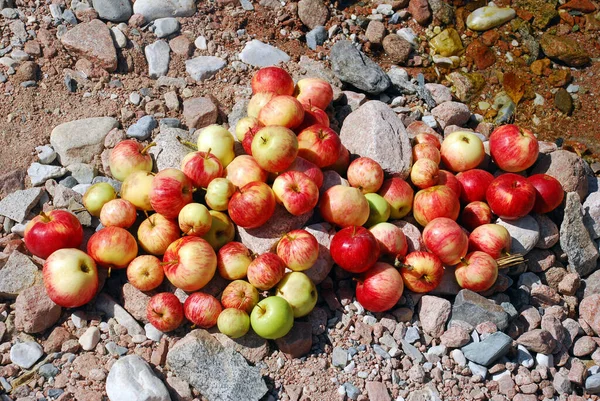 Manzanas Rojas Amarillas Suelo Uzbekistán — Foto de Stock