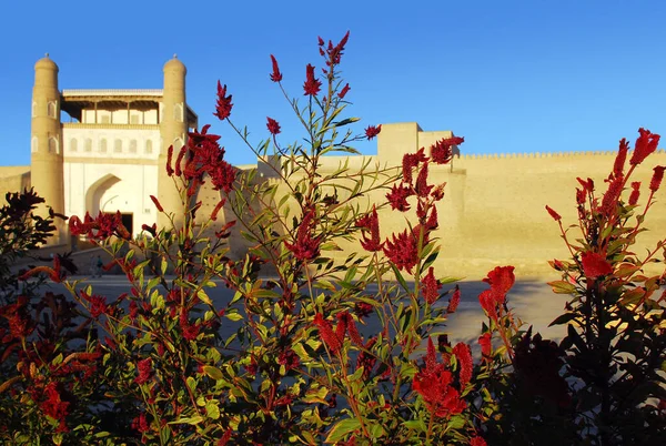 Amarant Květiny Pozadí Starobylé Archy Pevnosti Bukhara Při Západu Slunce — Stock fotografie