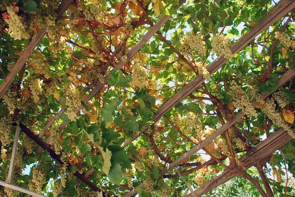 Acoperișul Arborului Împletit Struguri Bukhara Uzbekistan — Fotografie, imagine de stoc