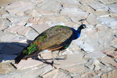 Bahçede taş kaldırımlı güzel bir tavus kuşu. Özbekistan