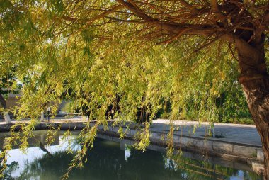 Güneşli söğütlü şehir göleti. Özbekistan