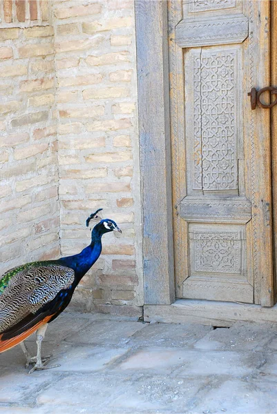 Tavuskuşu eski kapının yanında, eski avluda. Özbekistan
