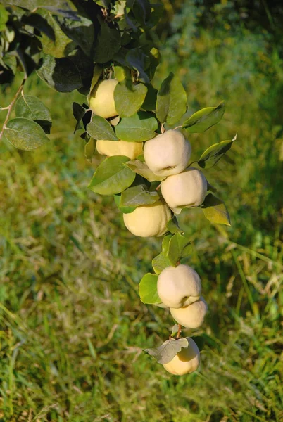 Reife Quittenfrüchte Einem Zweig Der Sonne Usbekistan — Stockfoto