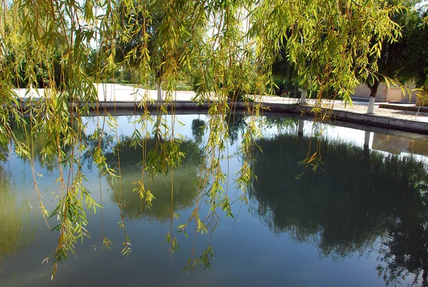 Městský Rybník Vrbami Slunci Uzbekistán — Stock fotografie