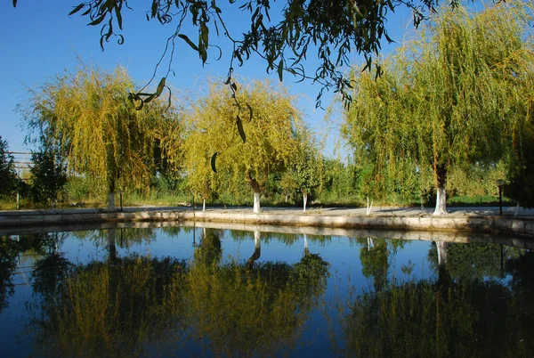 Güneşli söğütlü şehir göleti. Özbekistan