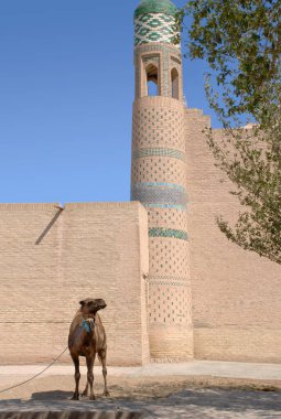 Ichan-kala, Khiva 'daki antik kuleye yakın bir deve. Özbekistan