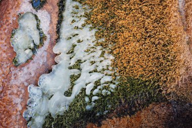 Tien Shan dağlarındaki bir derenin kıyısında parlak turuncu yosun ve buz. Özbekistan