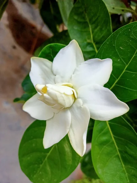 Beyaz Gardenya Çiçeğinin Güzel Yakın Plan Görüntüsü — Stok fotoğraf