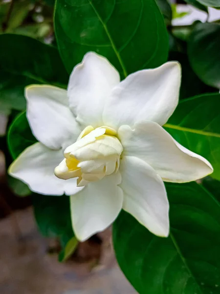 Beautiful Close Image White Gardenia Flower — Stock Photo, Image