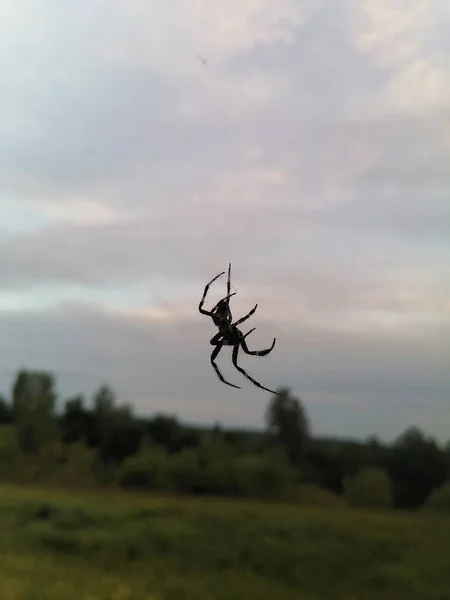 Nature Morning Spider Sky — Stock Photo, Image