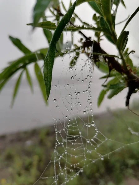 Natur Nebel Sommer Spinnennetz — Stockfoto
