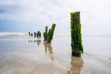 Yeşil alglerle kaplanmış ahşap dalgalar El Mugsail Sahili, Salalah, Umman Sultanı 'na kadar uzanıyor.