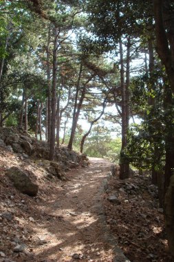 Dağlardaki ormanın güzel manzarası.