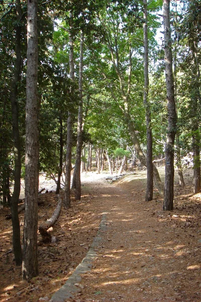 森林中的小路 — 图库照片