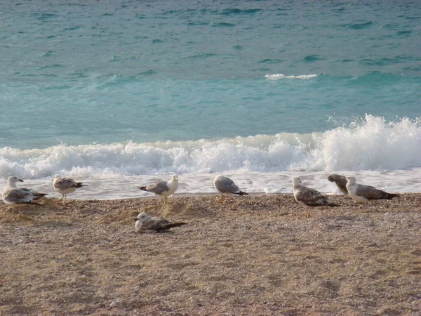 Beautiful Detail Sea Beach Sunny Day — Stock Photo, Image