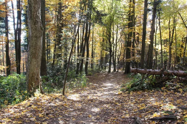 Camino Forestal Través Robles Hayas Otoño — Foto de Stock