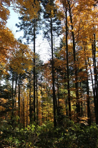 Forêt Automne Dans Les Montagnes — Photo