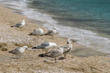 Sahilde martılar, Baska, Krk Adası, Hırvatistan