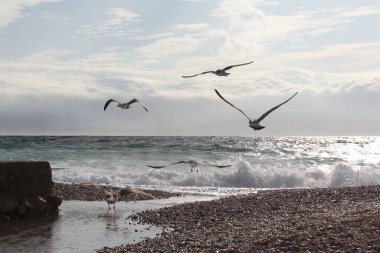 Gün batımında güzel deniz kıyıları, martılar, Baska, Krk adası, Hırvatistan