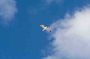 Gökyüzünde uçan beyaz martı.