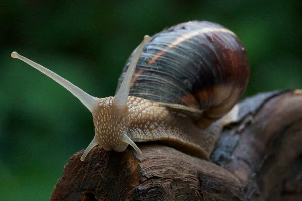 Close Beautiful Brown Snail Garden Snail Climbs Tree Branch Looks — Stock Photo, Image