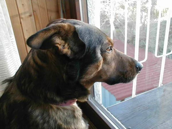 the dog is sad because it can\'t go outside, it looks out the window and waits for its owner