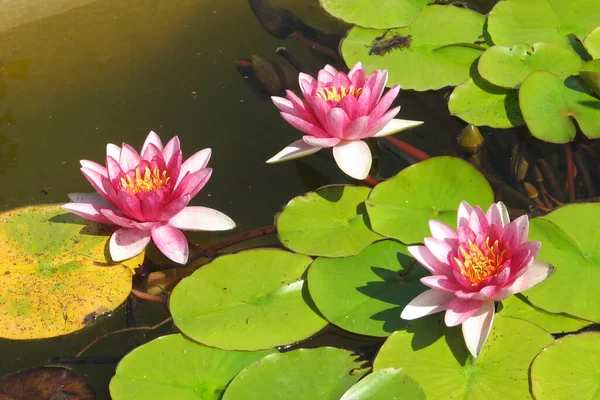 three red water lilies among the leaves in the lake of the botanical garden