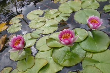Sudaki su yansıması üzerinde üç kırmızı nilüfer yükselir sağlıklı yeşil yapraklar Sinonimi: