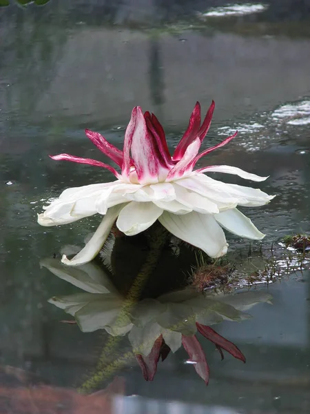 Dev Beyaz Amazonlar Çiçekleri Sudaki Yansıma Suyun Üzerinde Yükseliyor — Stok fotoğraf