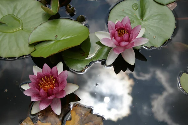 two beautiful red water lilies among the leaves in the lake of the botanical garden reflections of sky in water