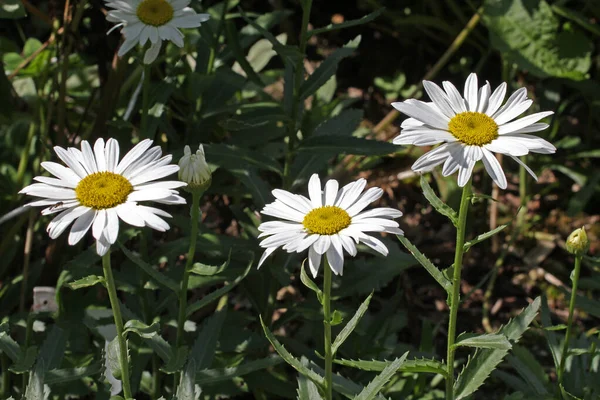 Три Красиві Білі Ромашкові Квіти Ботанічному Саду — стокове фото