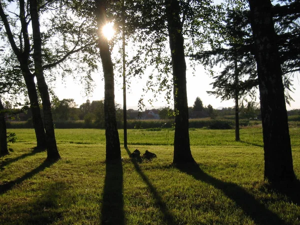 Summer Landscape Trees Green Leaves Shadows Clear Sky Sun — Stock Photo, Image