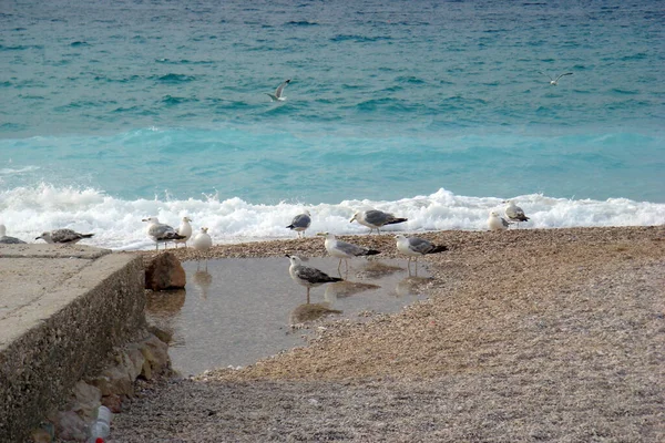 Чайки Прекрасному Піщаному Узбережжі Морських Хвилях Баска Острів Крк Хорватія — стокове фото