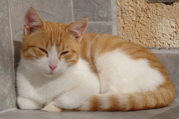 Hermoso Gato Doméstico Amarillo Blanco Tomando Sol Pared Seguridad Casa —  Fotos de Stock